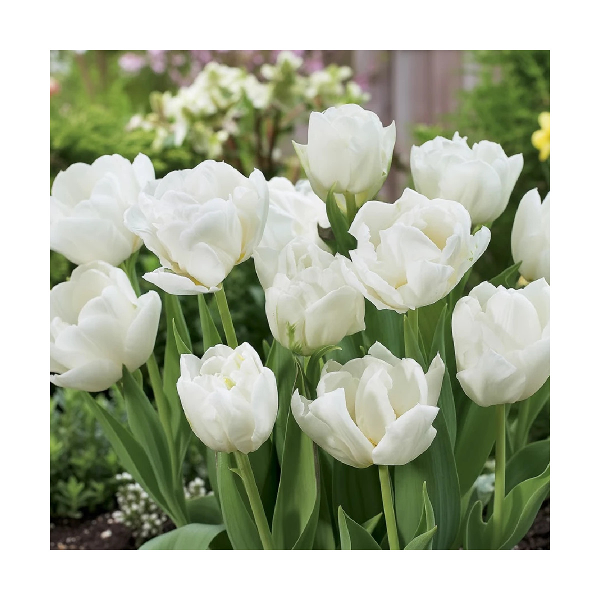 Bulbe de Tulipe double hâtive Mondial