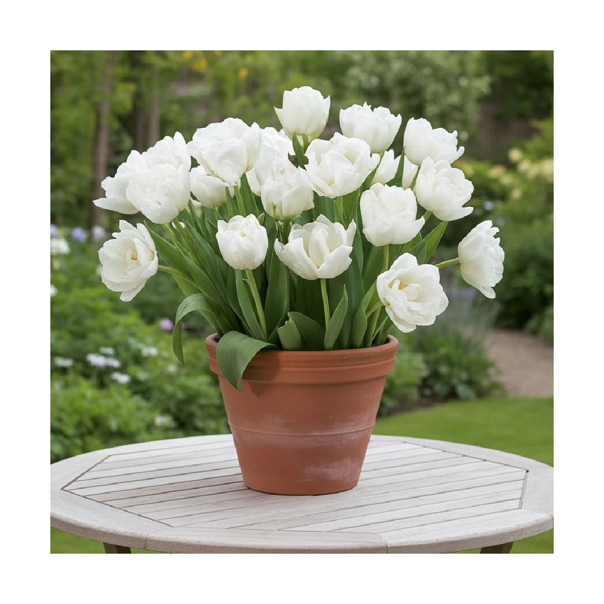 Bulbe de Tulipe double hâtive Mondial