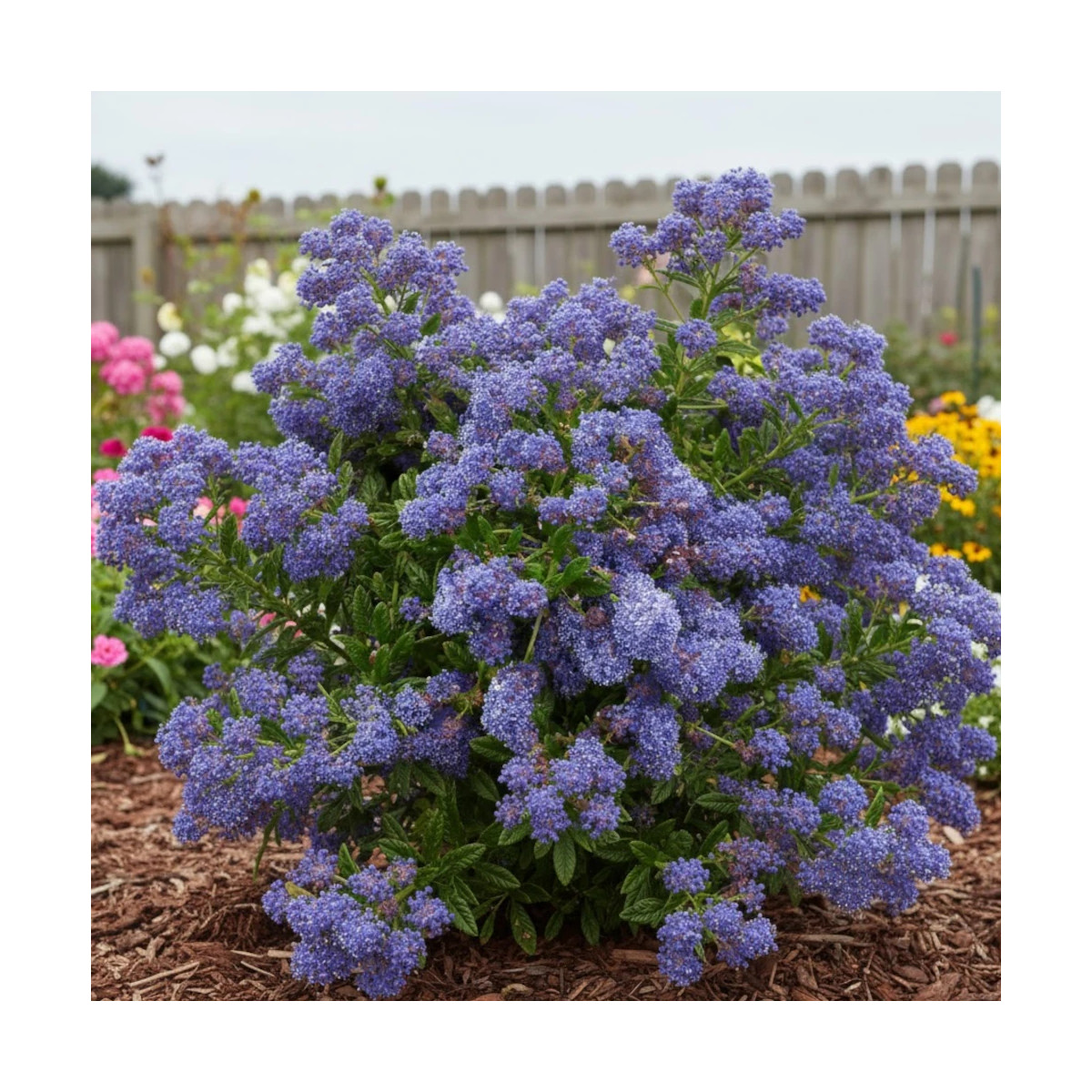 Céanothe, Lilas de Californie Blue Diamond® - SILENCE, ça pousse !