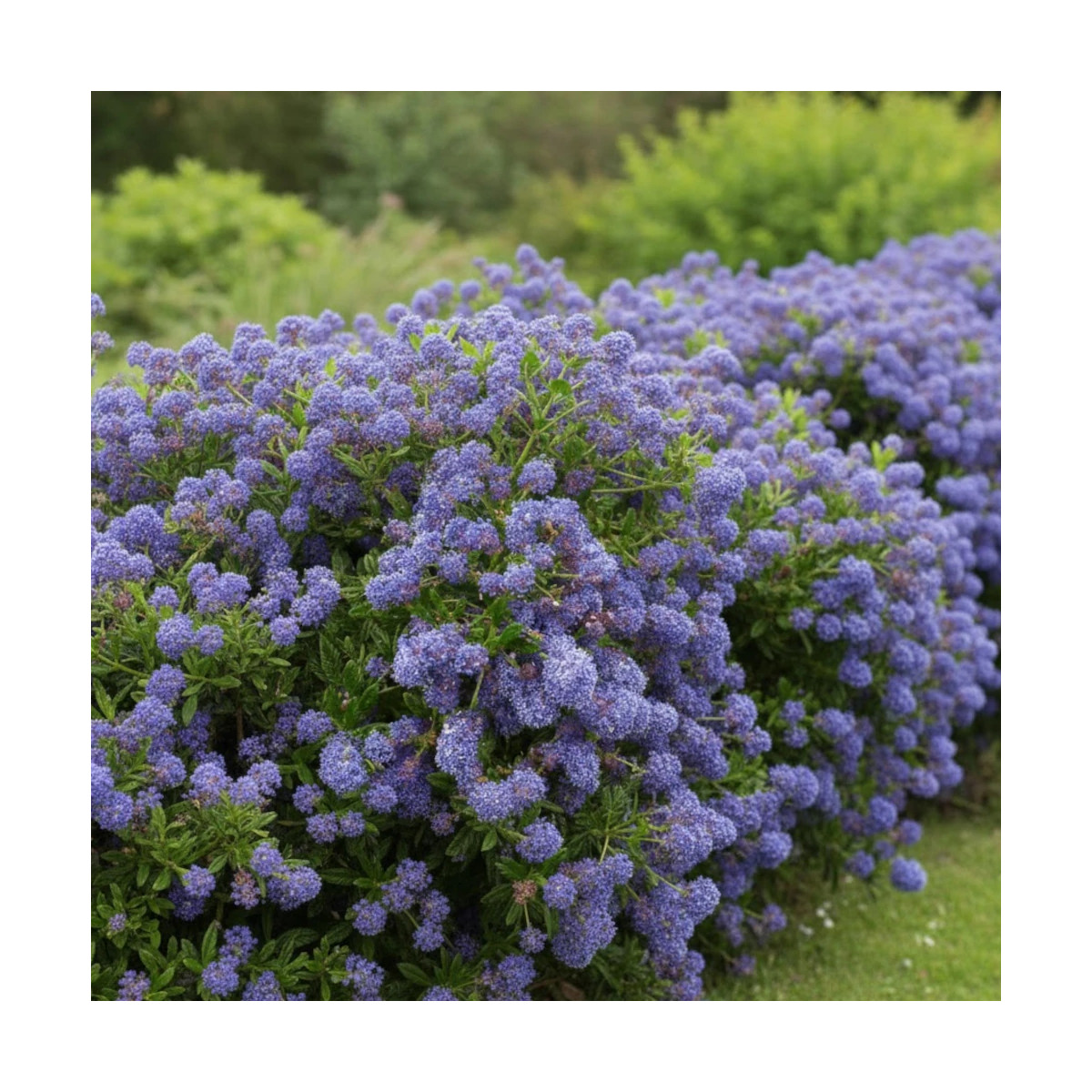 Céanothe, Lilas de Californie Blue Diamond® - SILENCE, ça pousse !