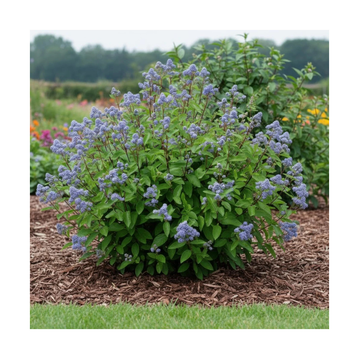 Céanothe, Lilas de Californie Blue Jeans - SILENCE, ça pousse !