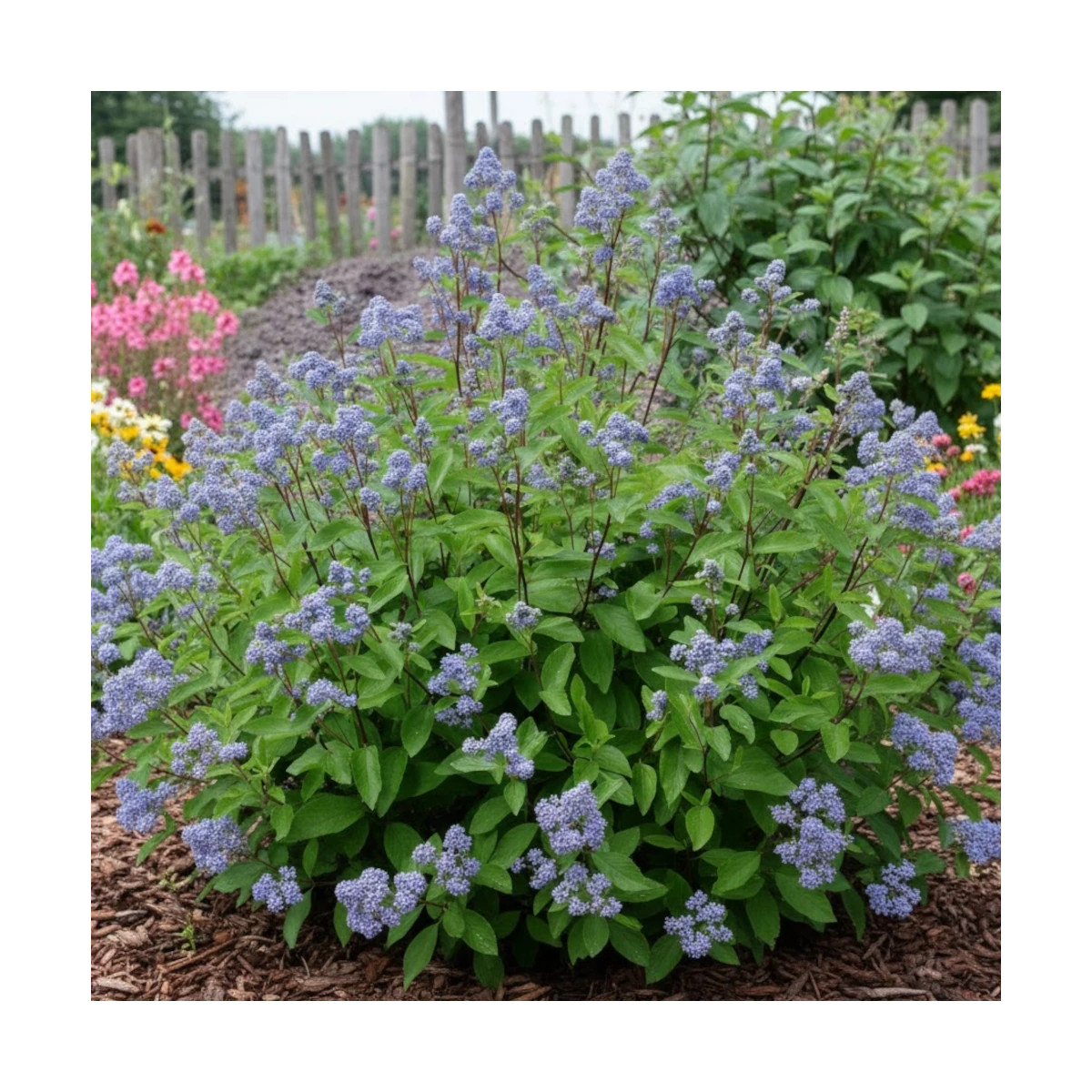 Céanothe, Lilas de Californie Blue Jeans - SILENCE, ça pousse !