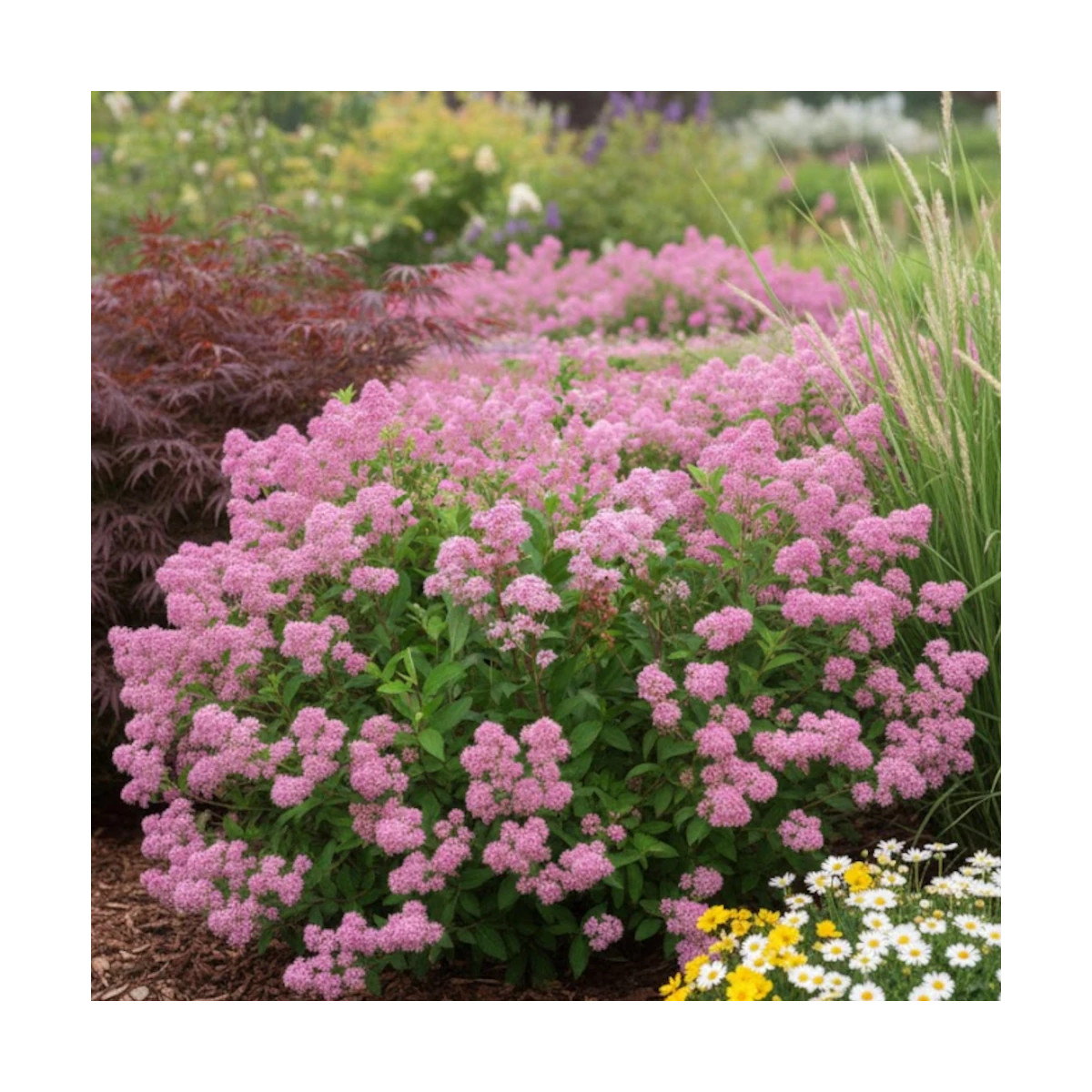 Céanothe, Lilas de Californie Marie Rose® - SILENCE, ça pousse ! Céanothe, Lilas de Californie Marie Rose® - SILENCE, ça pousse !