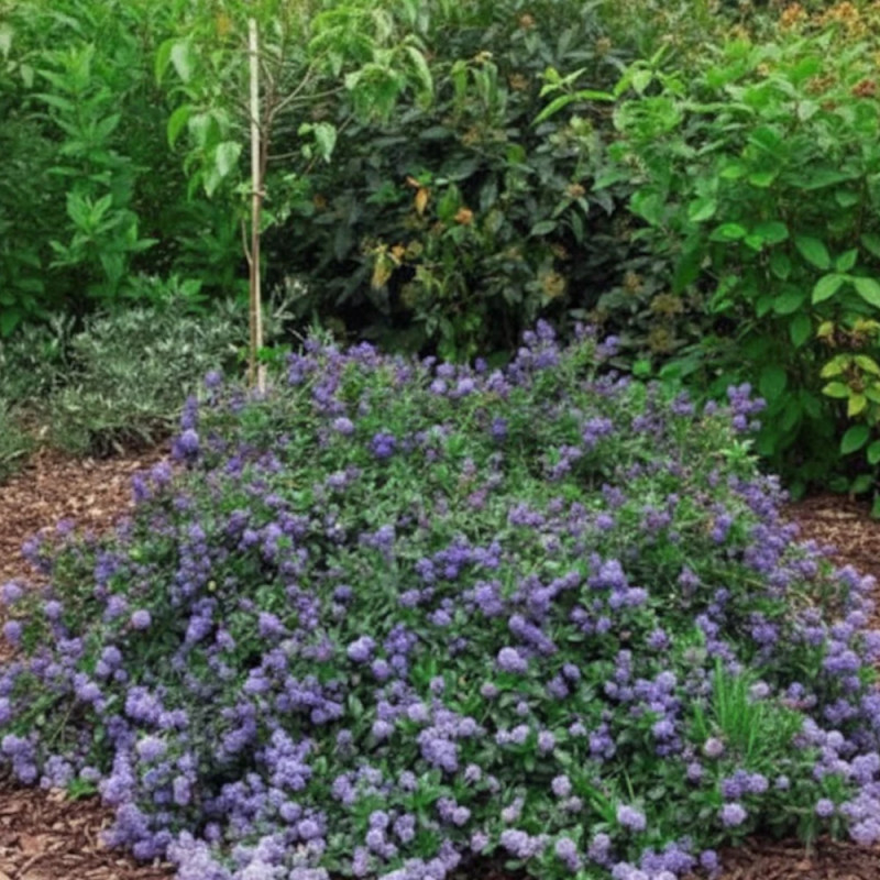 Céanothe, Lilas de Californie Prostré - SILENCE, ça pousse !