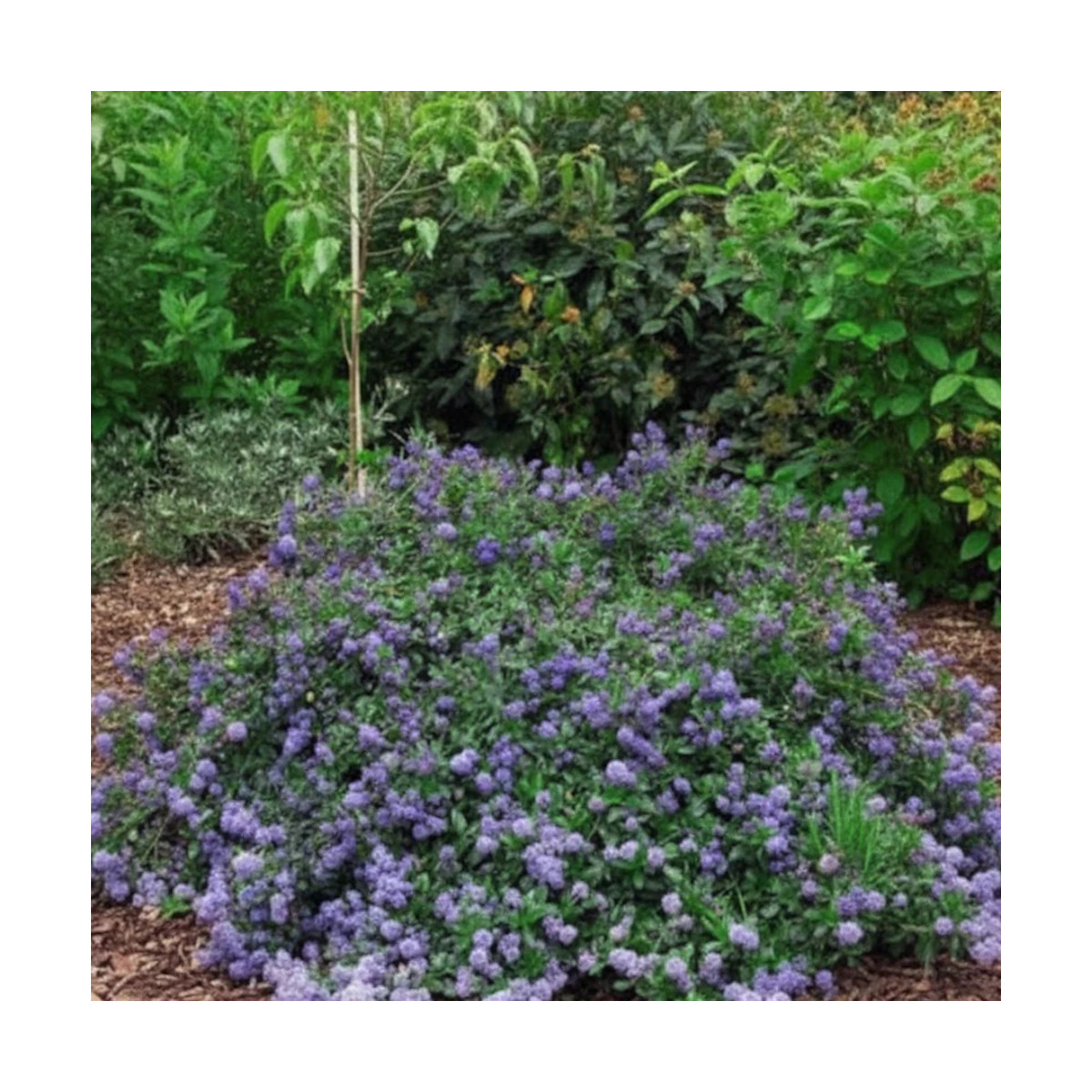 Céanothe, Lilas de Californie Prostré - SILENCE, ça pousse !