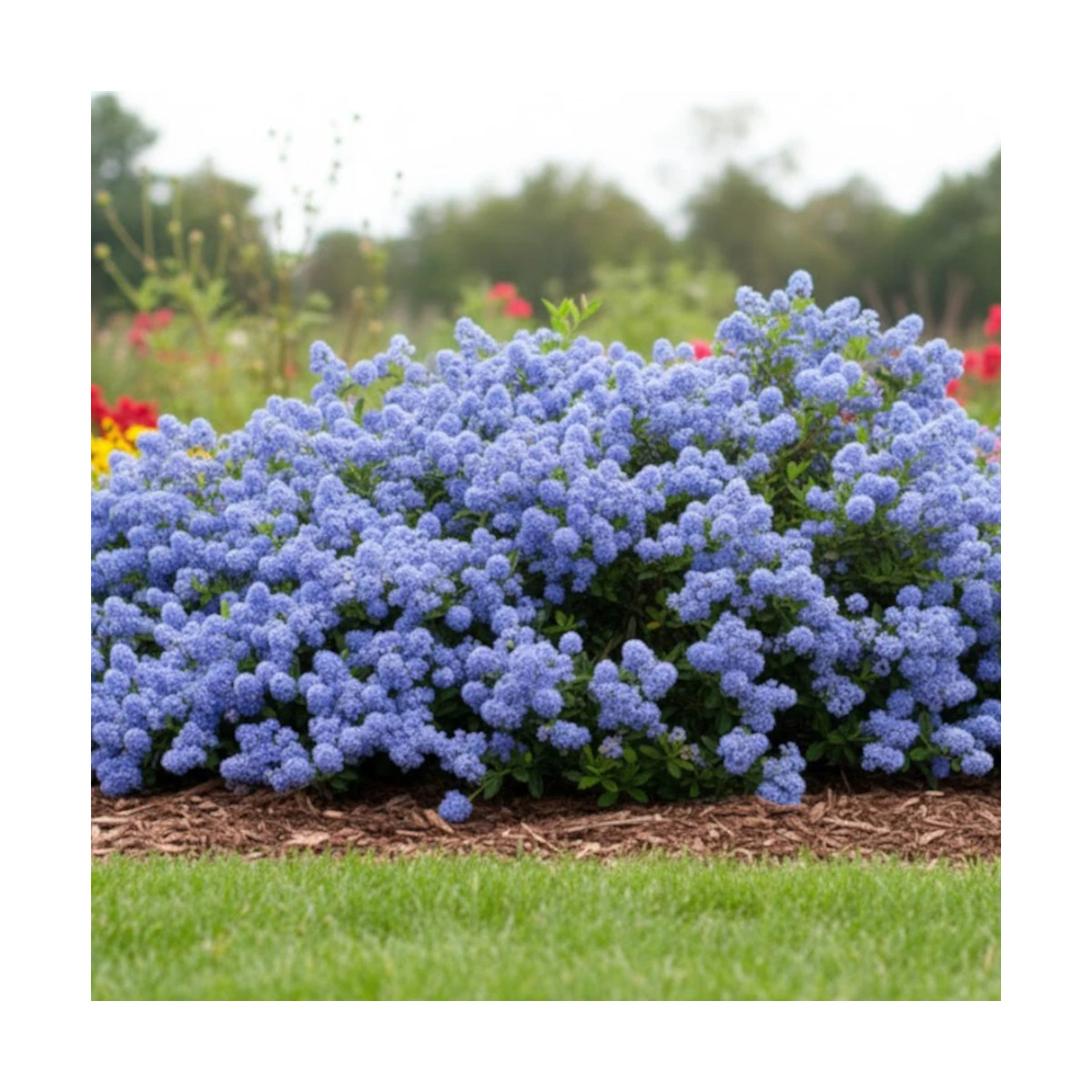 Céanothe, Lilas de Californie Prostré - SILENCE, ça pousse !