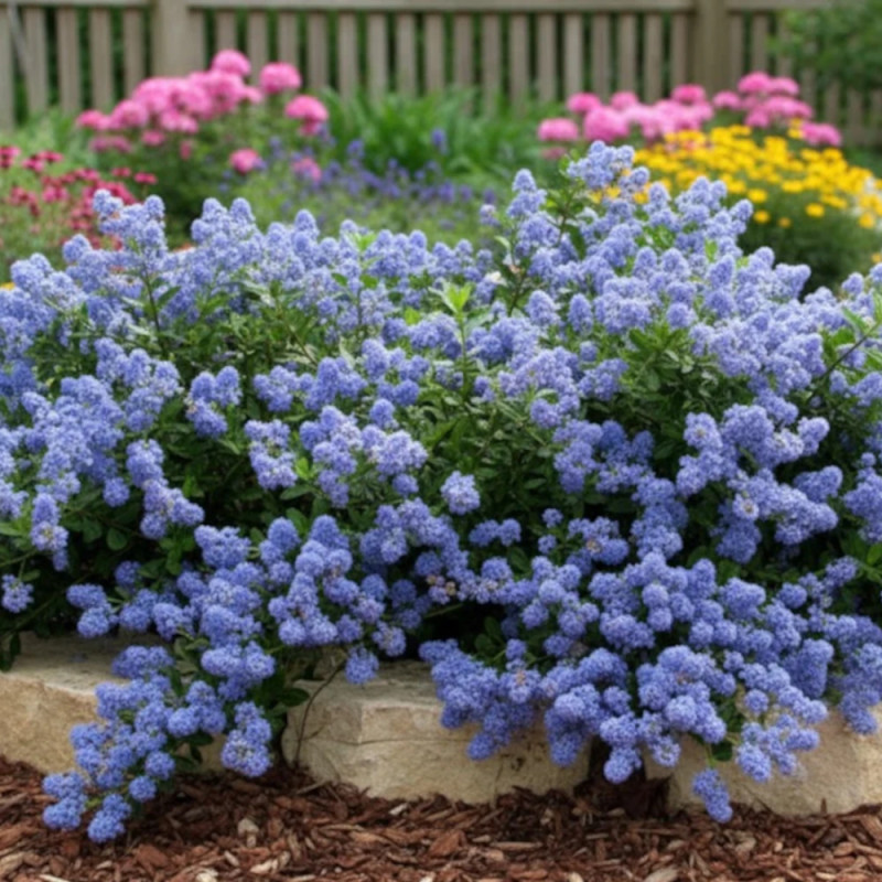 Céanothe, Lilas de Californie Prostré - SILENCE, ça pousse !