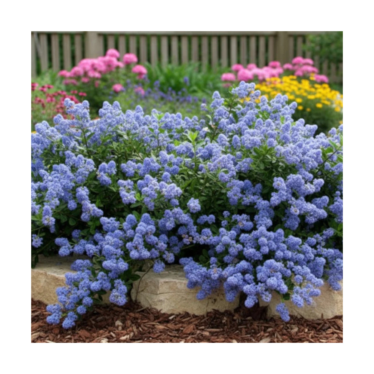 Céanothe, Lilas de Californie Prostré - SILENCE, ça pousse !