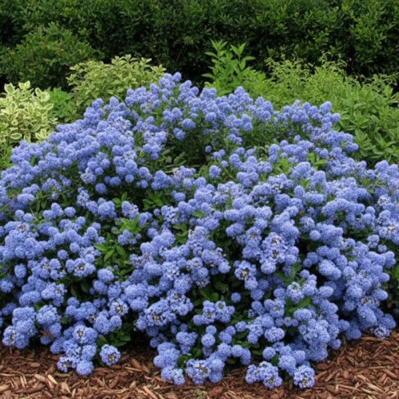 Céanothe, Lilas de Californie Prostré - SILENCE, ça pousse !