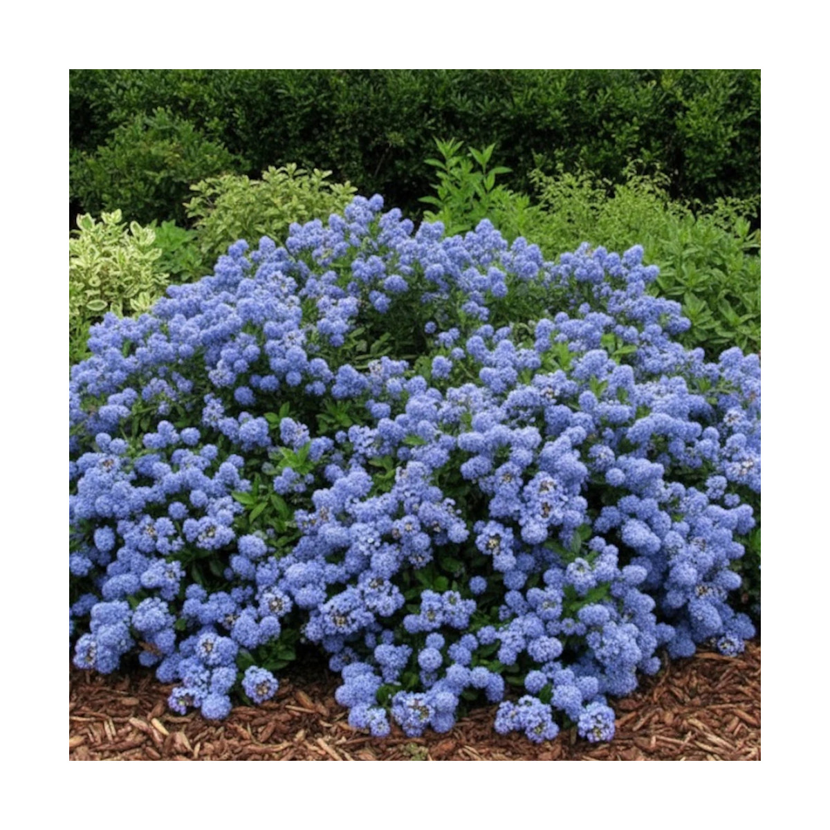 Céanothe, Lilas de Californie Prostré - SILENCE, ça pousse !