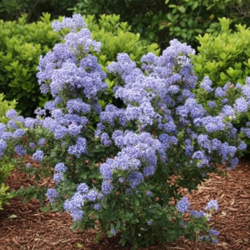 Céanothe, Lilas de Californie Puget Blue - SILENCE, ça pousse !