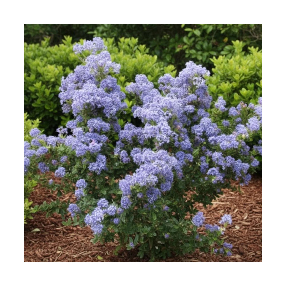 Céanothe, Lilas de Californie Puget Blue - SILENCE, ça pousse !