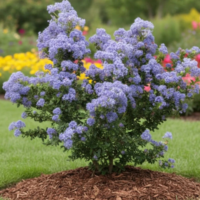 Céanothe, Lilas de Californie Puget Blue - SILENCE, ça pousse !