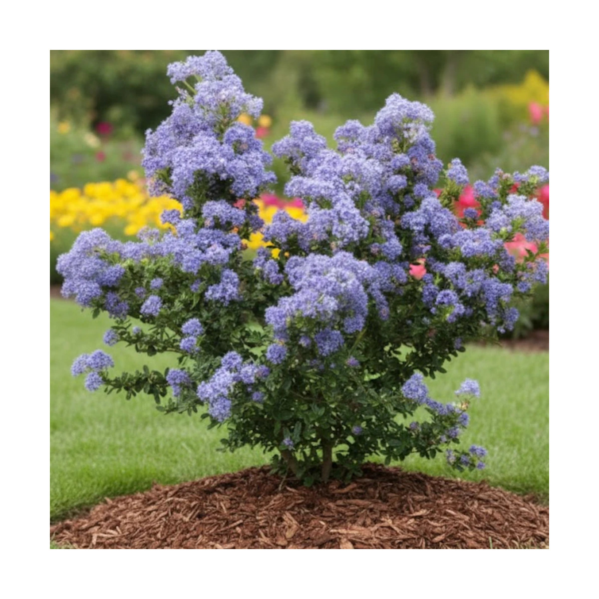 Céanothe, Lilas de Californie Puget Blue - SILENCE, ça pousse !