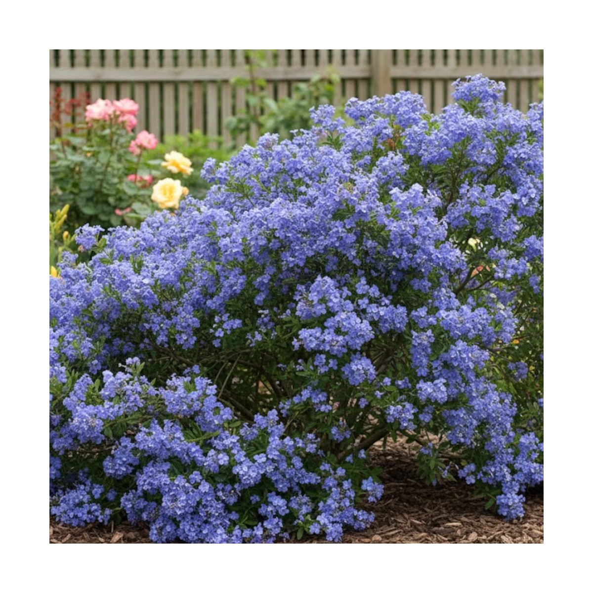 Céanothe, Lilas de Californie Victoria - SILENCE, ça pousse !