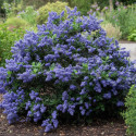 Céanothe, Lilas de Californie Yankee Point