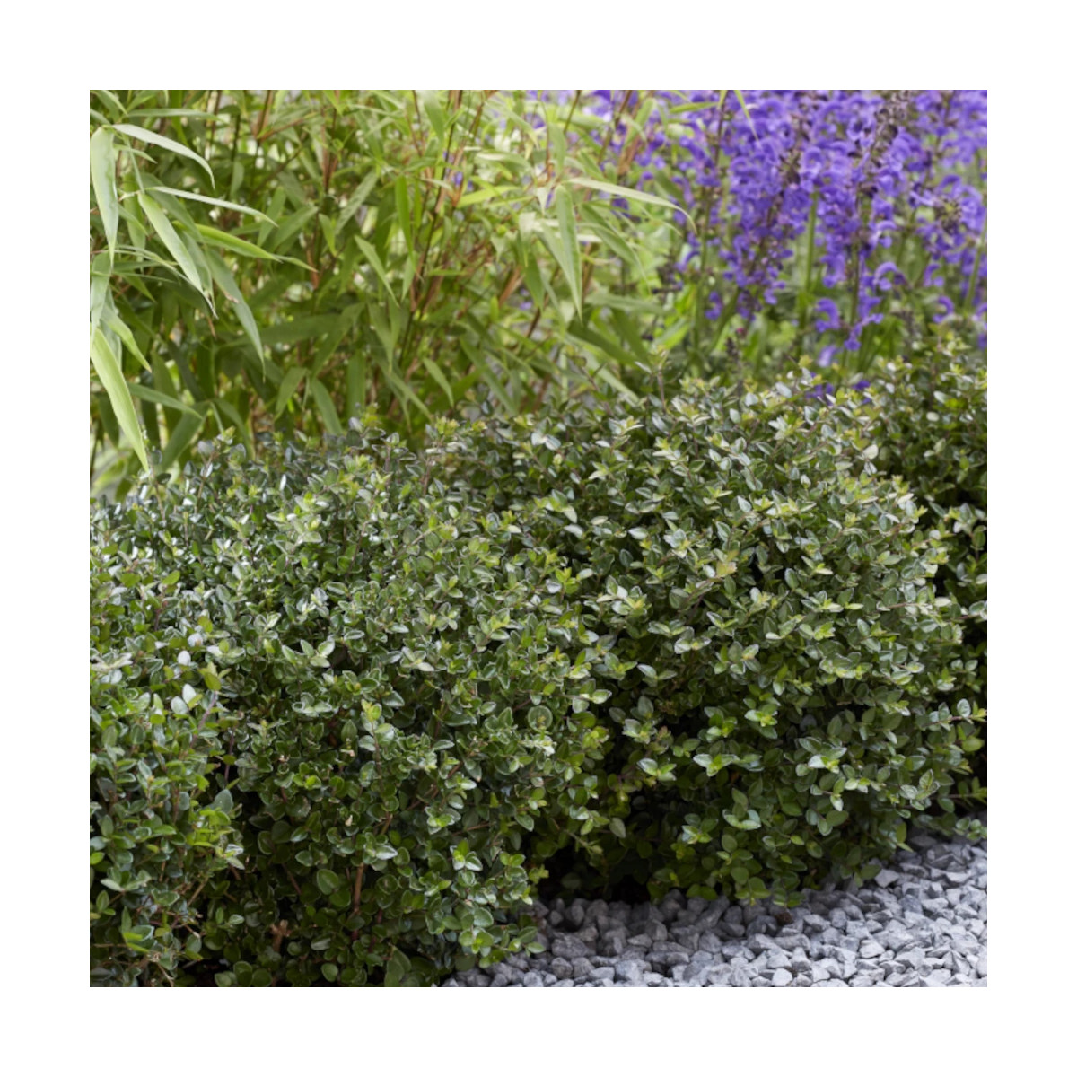 Chèvrefeuille arbustif Garden Clouds® Copper Glow 'GRLN03', Lonicera