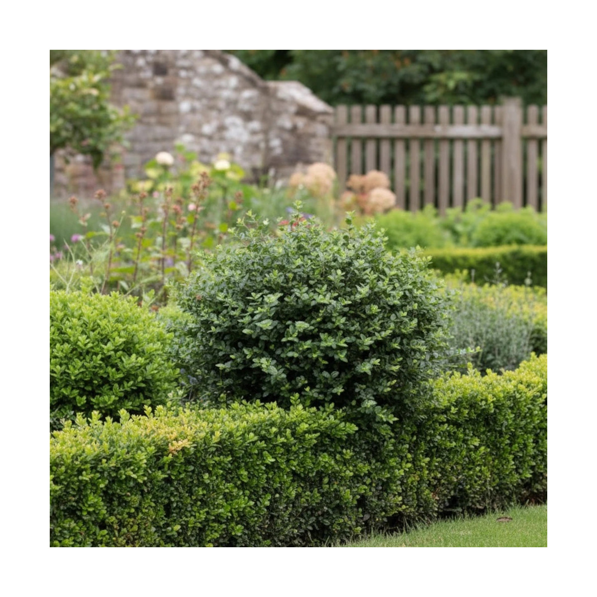 Chèvrefeuille arbustif Garden Clouds® Copper Glow 'GRLN03', Lonicera