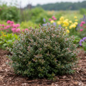 Chèvrefeuille arbustif Garden Clouds® Purple Storm 'GRLN02', Lonicera