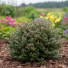 Chèvrefeuille arbustif Garden Clouds® Purple Storm \'GRLN02\', Lonicera