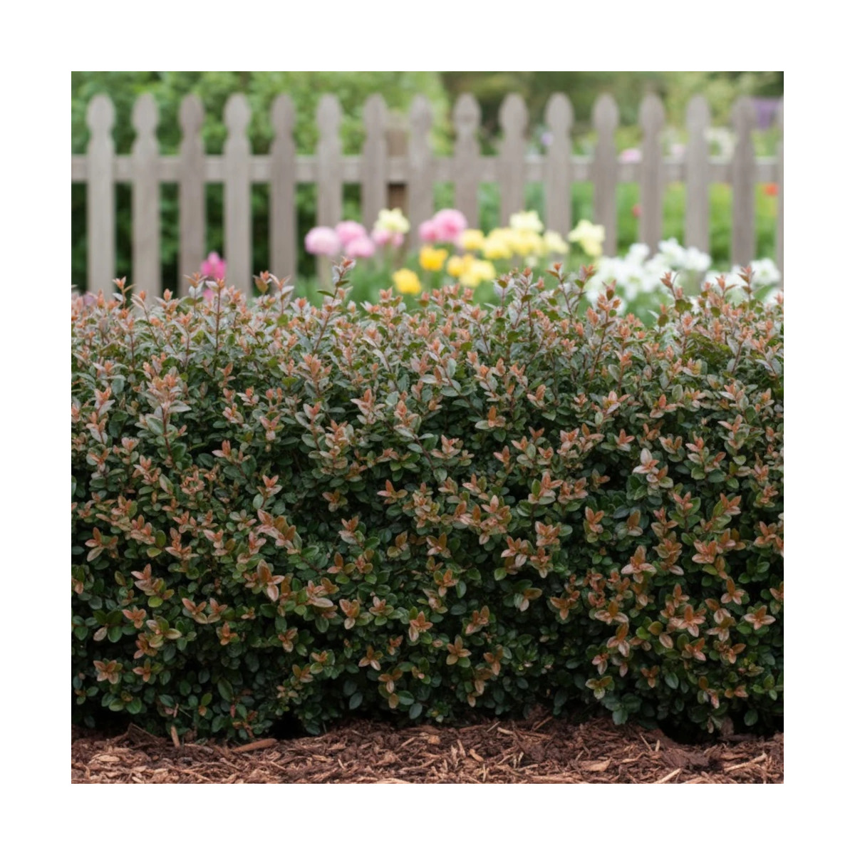 Chèvrefeuille arbustif Garden Clouds® Purprle Storm 'GRLN02', Lonicera