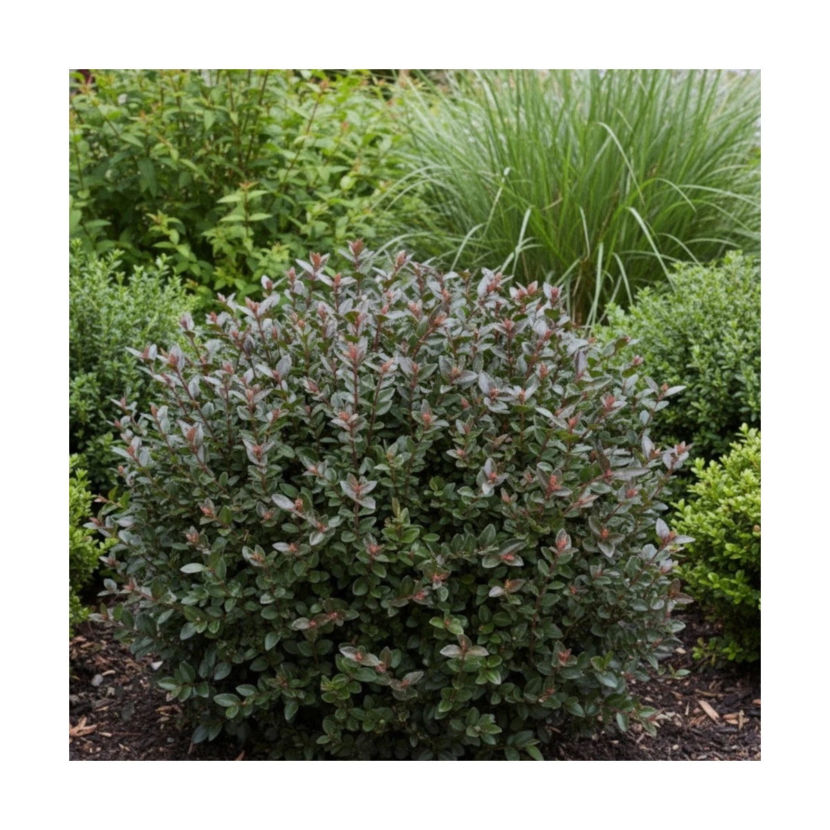 Chèvrefeuille arbustif Garden Clouds® Purprle Storm 'GRLN02', Lonicera