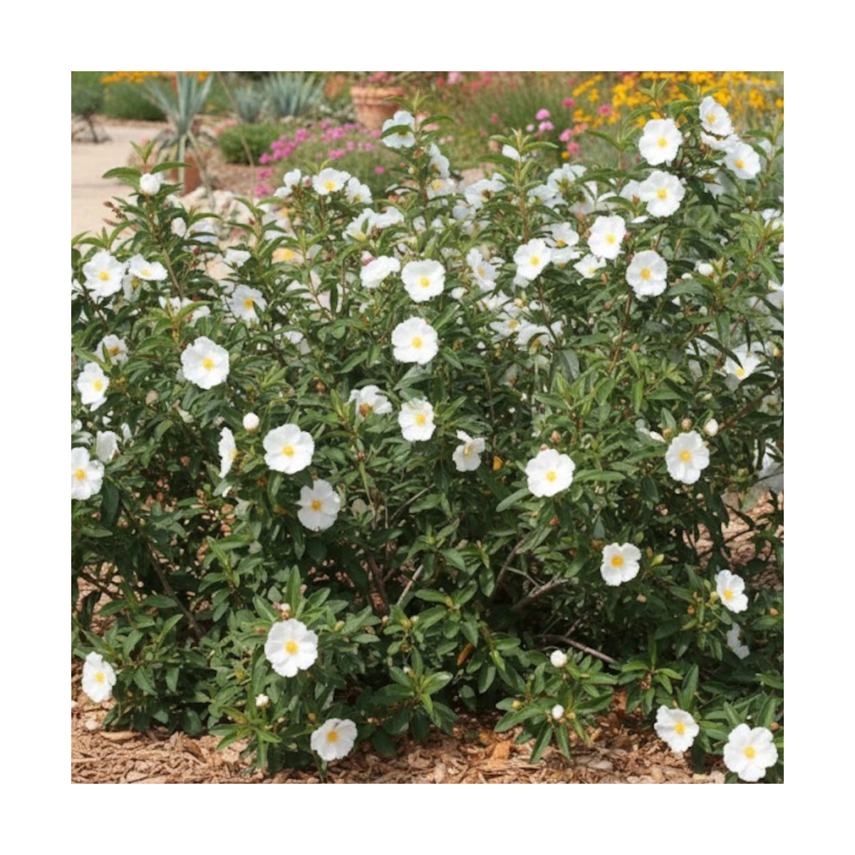 Ciste aguilarii Maculatus, Cistus