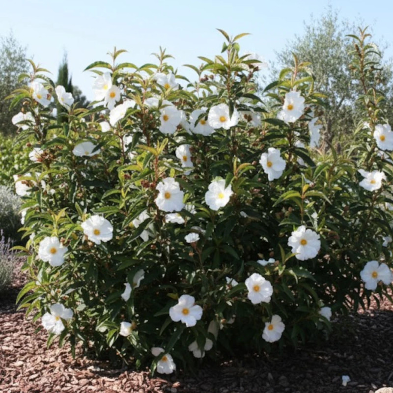 Ciste aguilarii Maculatus, Cistus