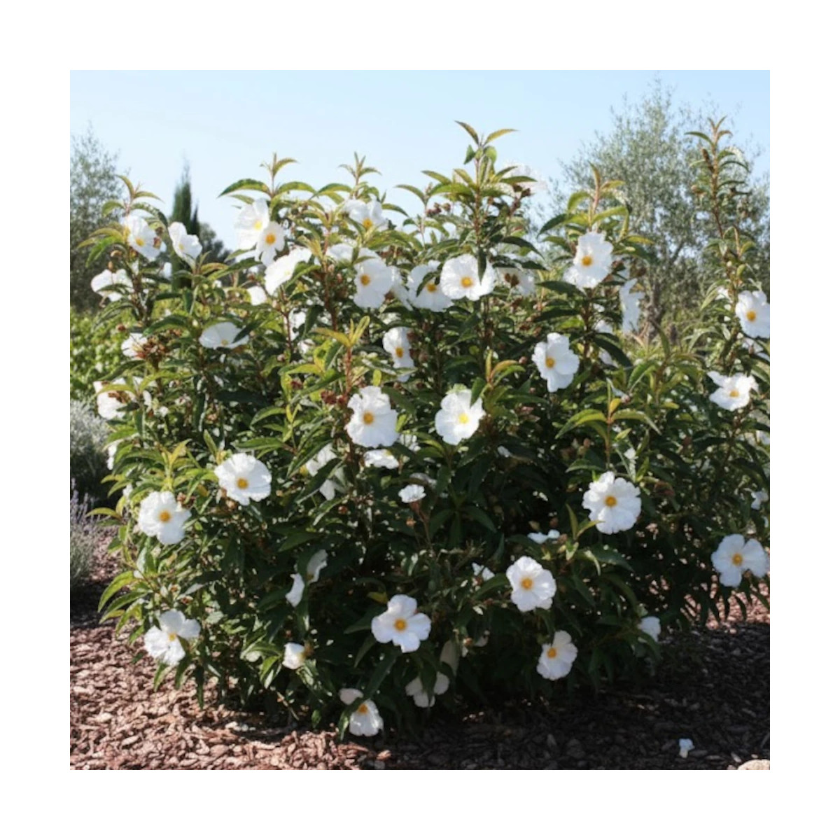 Ciste aguilarii Maculatus, Cistus
