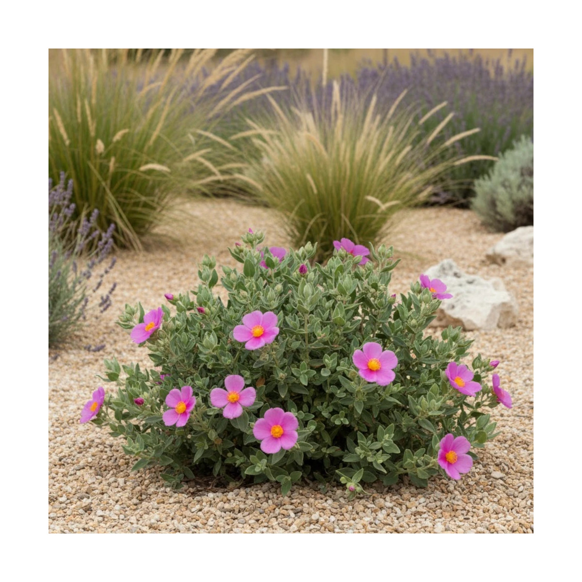 Ciste cotoneux, Cistus