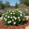 Ciste des Corbière, Cistus