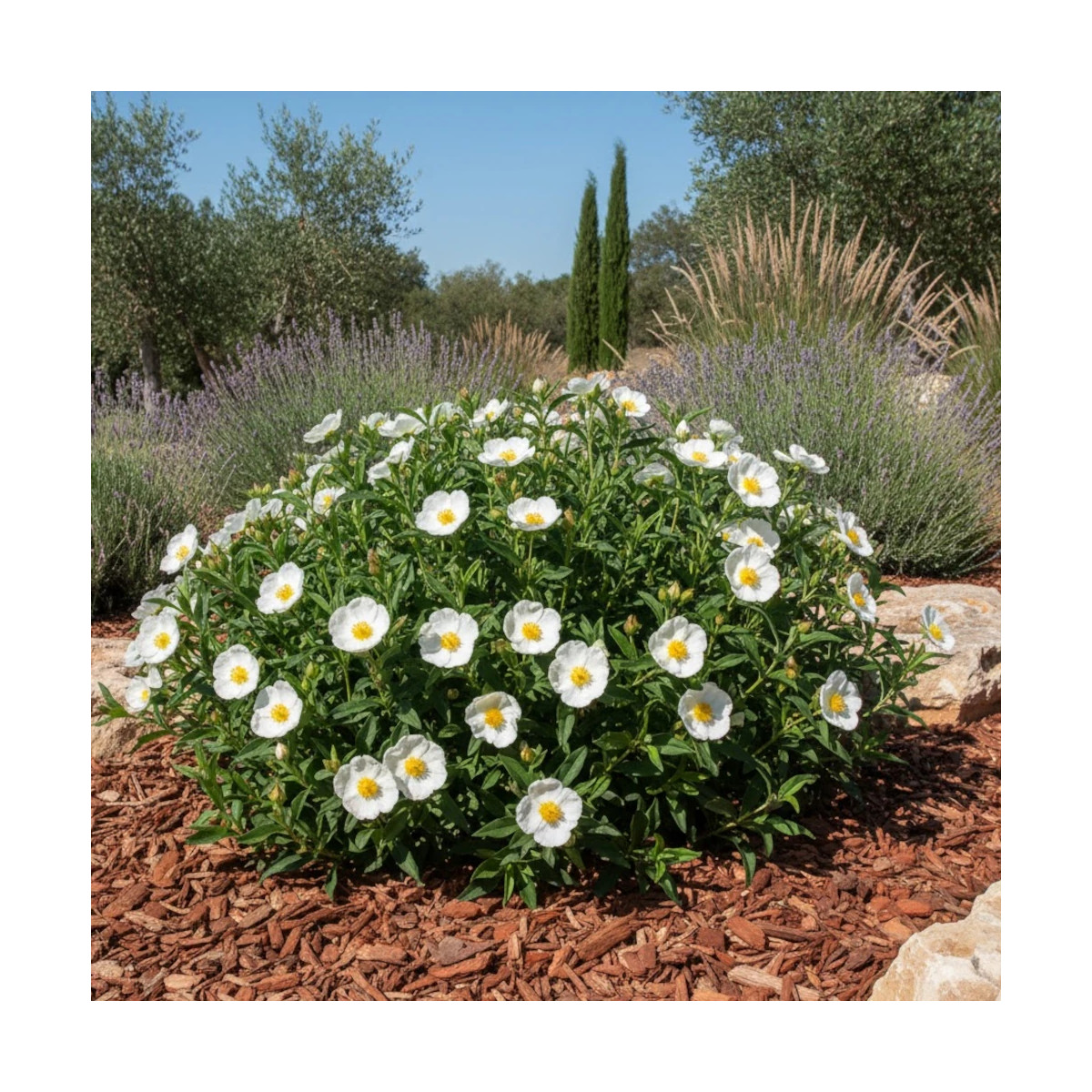 Ciste des Corbière, Cistus