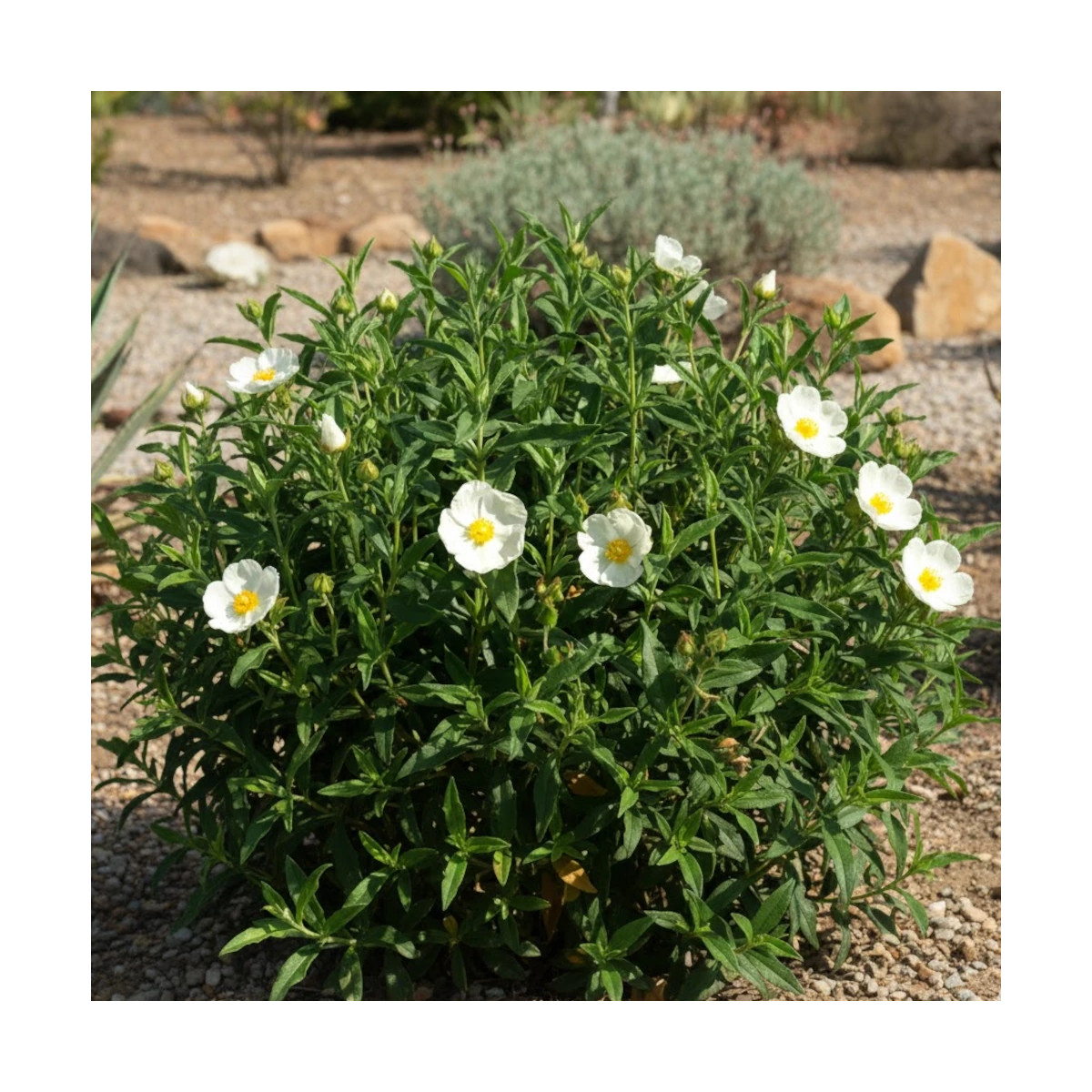 Ciste des Corbière, Cistus