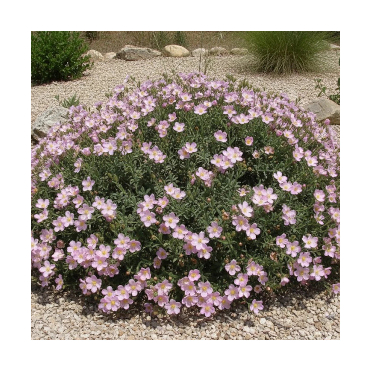 Ciste Grayswood Pink, Cistus