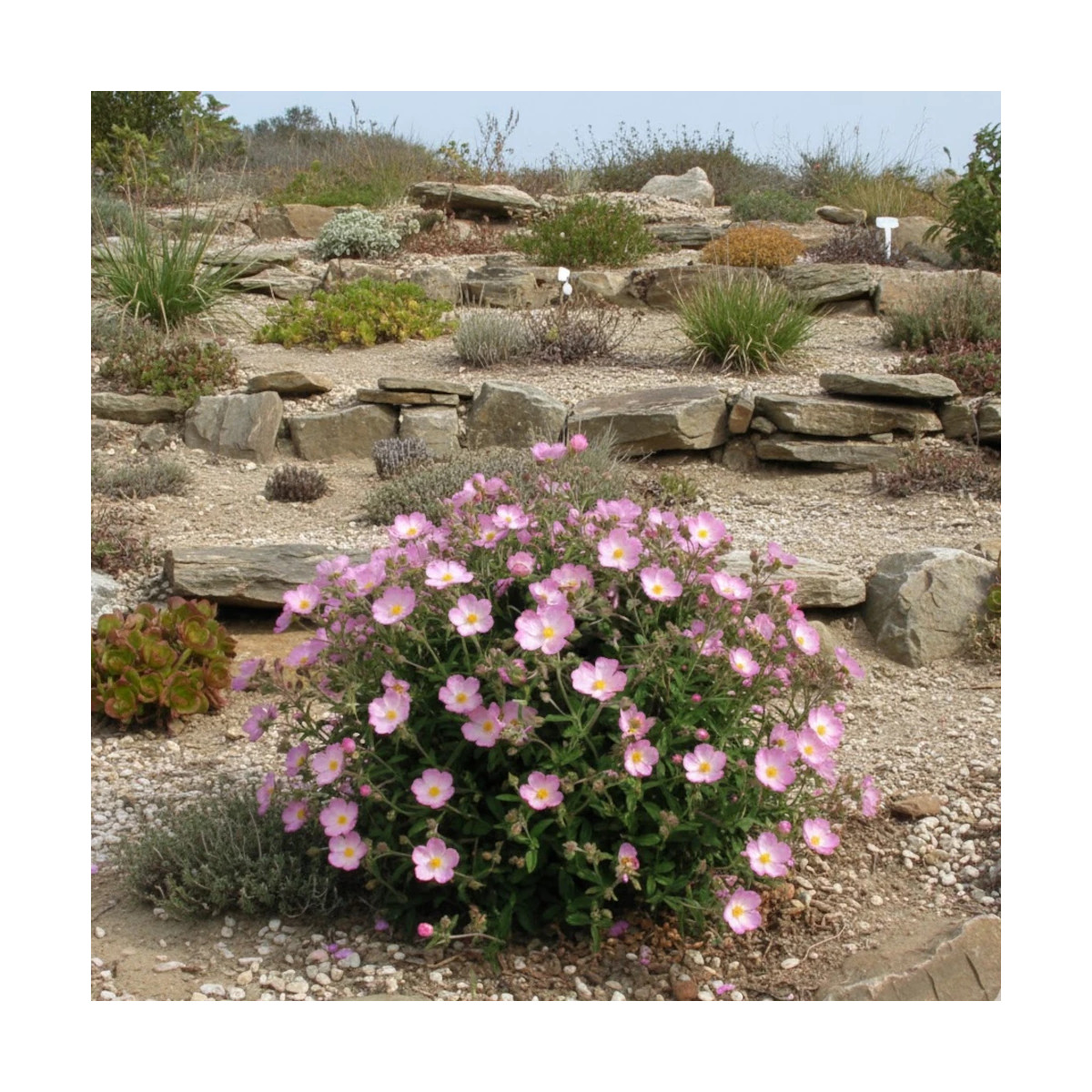 Ciste Grayswood Pink, Cistus