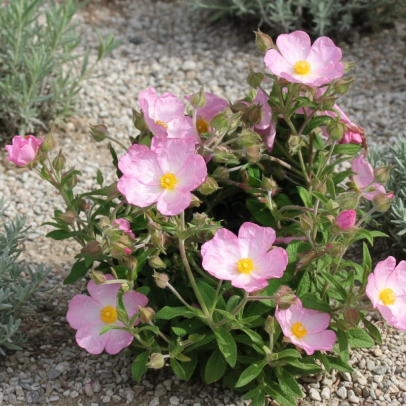 Ciste Grayswood Pink, Cistus