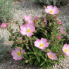Ciste Grayswood Pink, Cistus