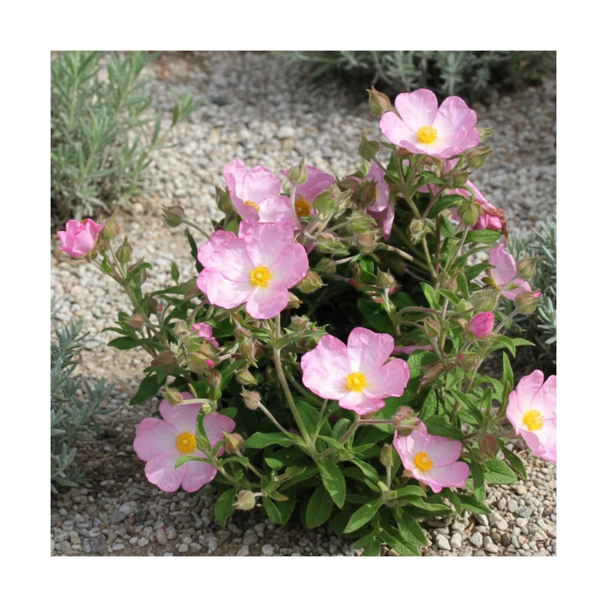 Ciste Grayswood Pink, Cistus