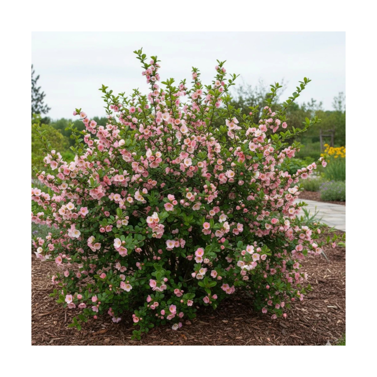 Cognassier du Japon Flocon Rose, Chaenomeles