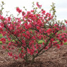 Cognassier du Japon umbilicata, Chaenomeles