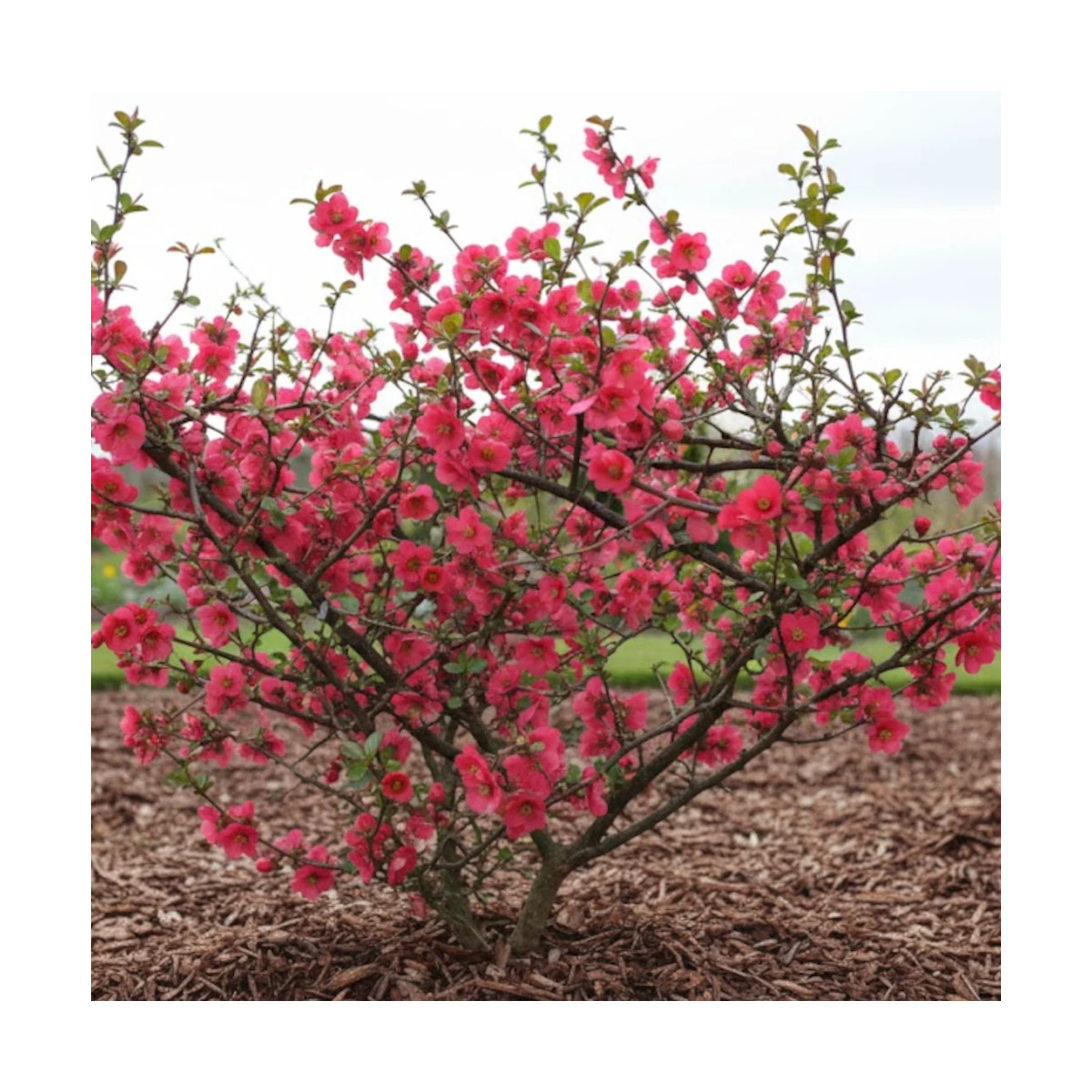 Cognassier du Japon umbilicata, Chaenomeles
