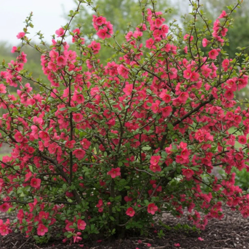 Cognassier du Japon umbilicata, Chaenomeles