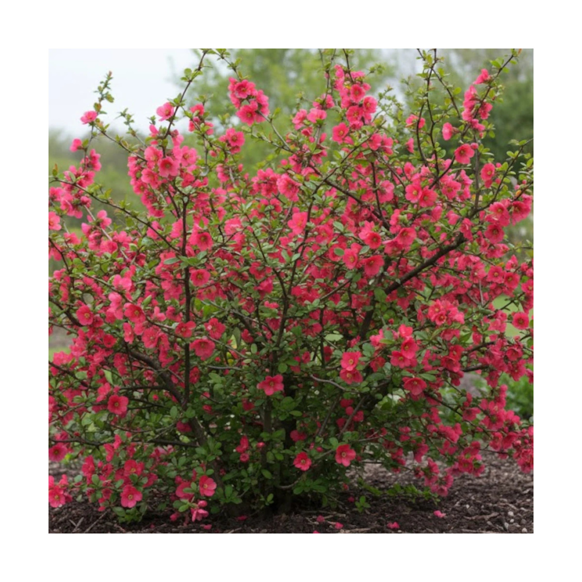 Cognassier du Japon umbilicata, Chaenomeles