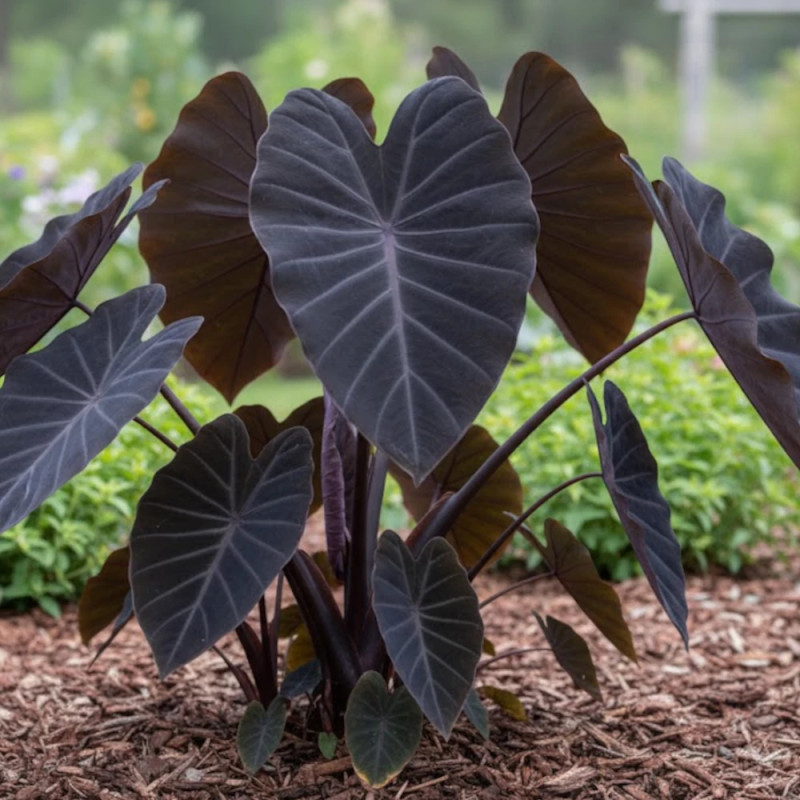 Colocasia Black Magic, Oreille d'éléphant