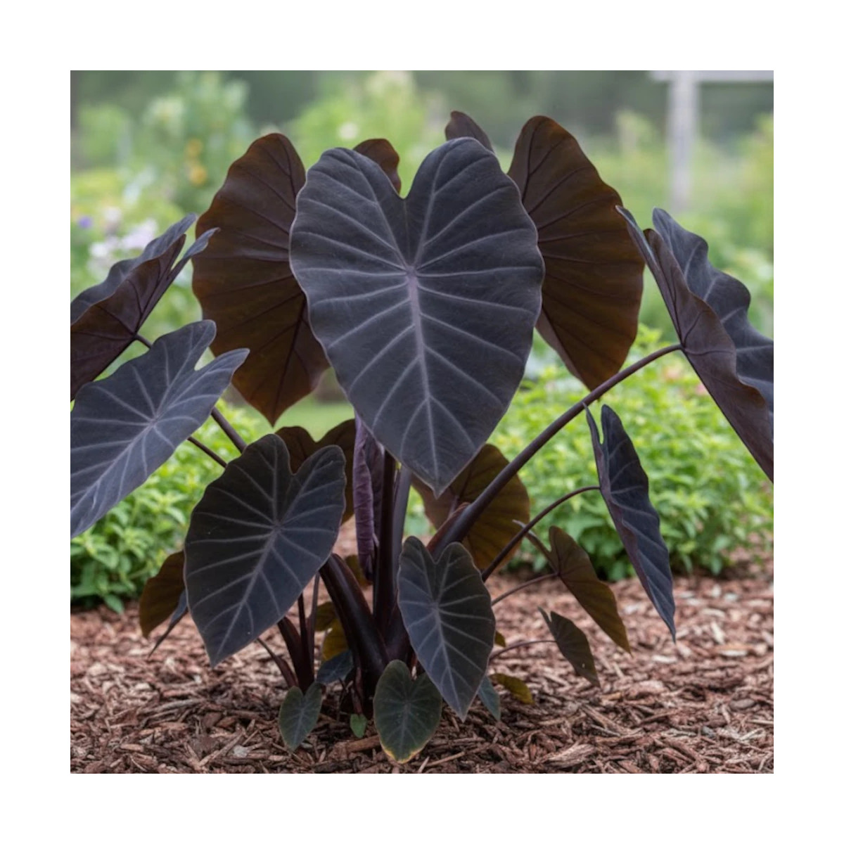 Colocasia Black Magic, Oreille d'éléphant