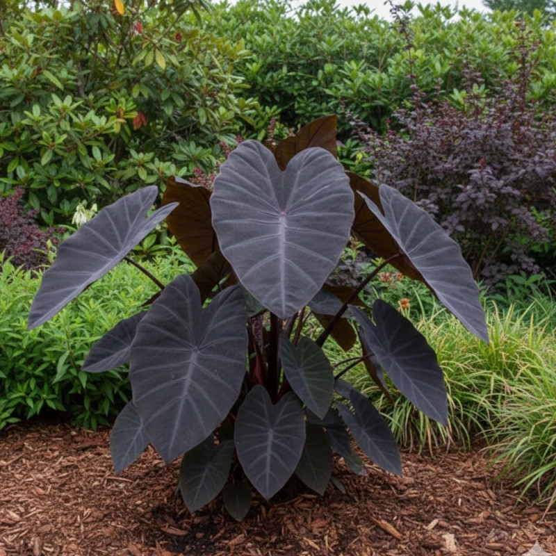 Colocasia Kona Coffee, Oreille d'éléphant