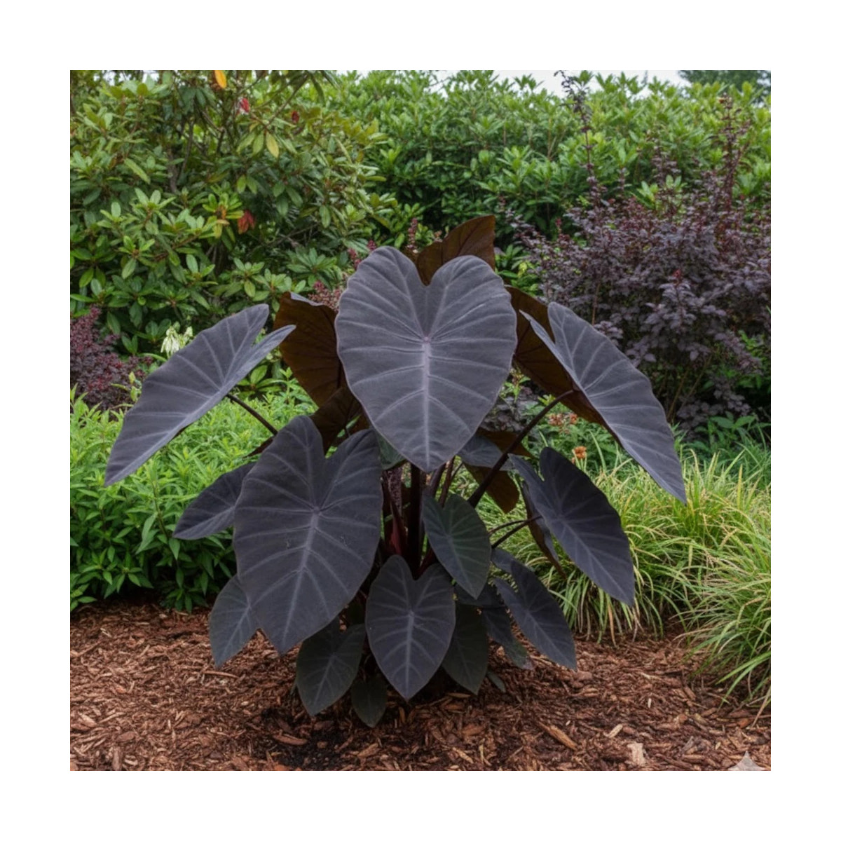 Colocasia Kona Coffee, Oreille d'éléphant