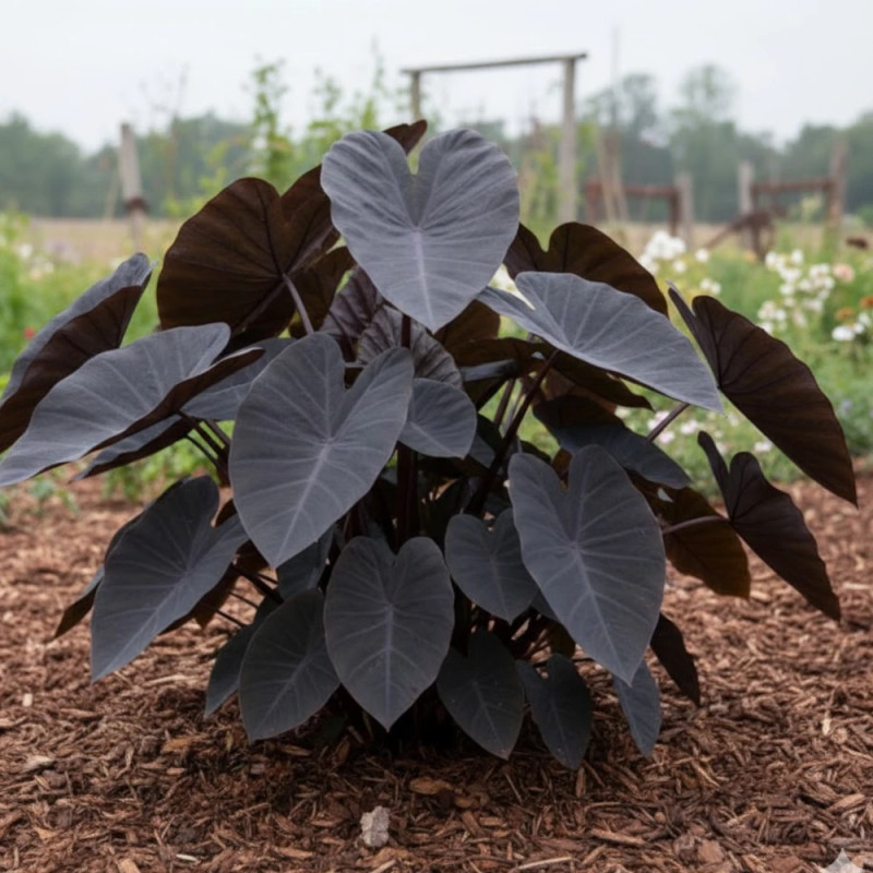 Colocasia Kona Coffee, Oreille d'éléphant