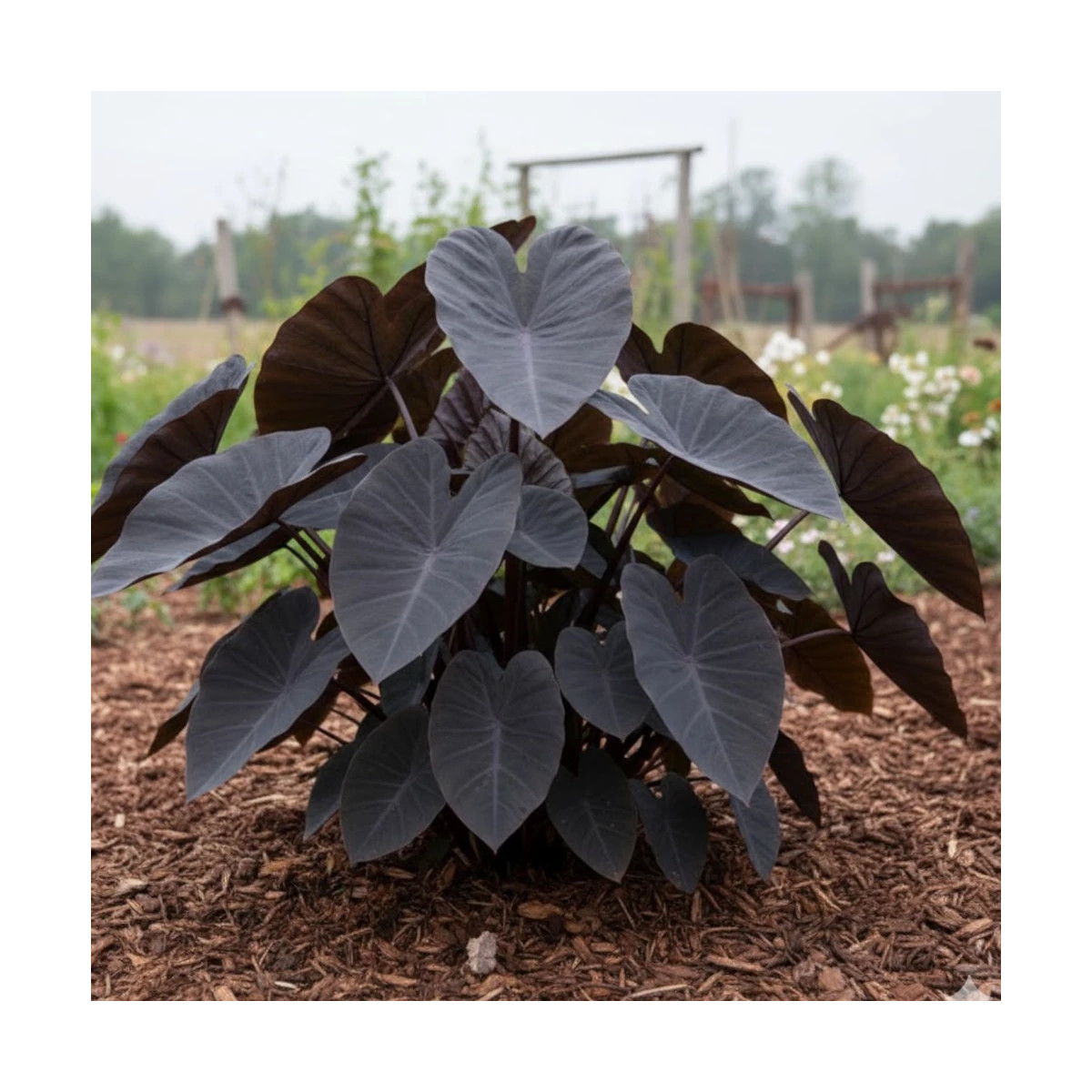 Colocasia Kona Coffee, Oreille d'éléphant