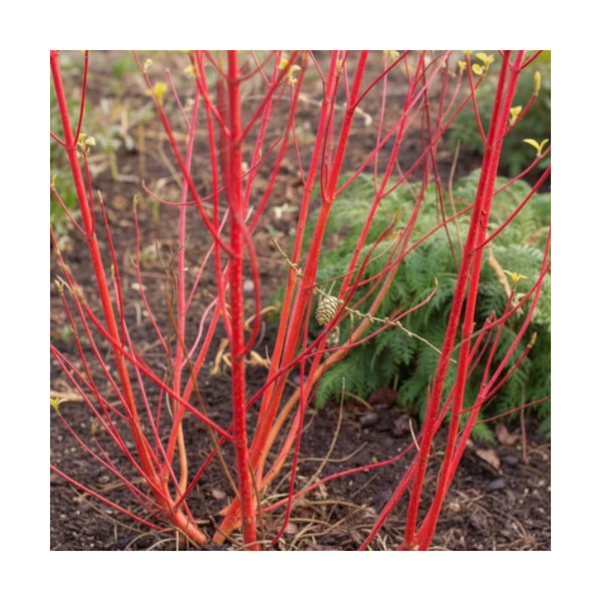 Cornouiller blanc Baton Rouge® 'Minbat', Cornus
